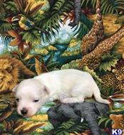 maltese puppy posted by little paws kennel